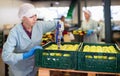 Female employee of fruit warehouse in uniform labeling fresh ripe apples in crates Royalty Free Stock Photo