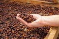 Female Employee Holding Organic Raw Coffee Beans Royalty Free Stock Photo