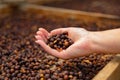 Female Employee Holding Organic Raw Coffee Beans Royalty Free Stock Photo