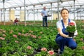 female employee in overalls of large greenhouse checks young large - flowered geranium shoots.