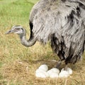 Female emu Royalty Free Stock Photo