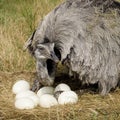 Female emu Royalty Free Stock Photo