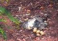 Female Emu sitting on her Eggs, India Royalty Free Stock Photo