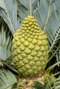 Female Encephalartos lehmannii cycad cone Royalty Free Stock Photo