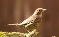 A female blackbird sitting on a mossy log