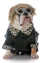 female english bulldog Royalty Free Stock Photo