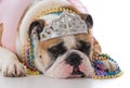 female english bulldog Royalty Free Stock Photo