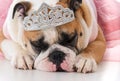 female english bulldog Royalty Free Stock Photo