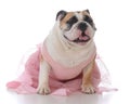 female english bulldog Royalty Free Stock Photo