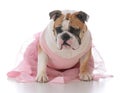 female english bulldog Royalty Free Stock Photo