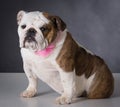 female english bulldog Royalty Free Stock Photo