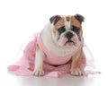 female english bulldog Royalty Free Stock Photo