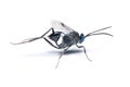 A female Ensign wasp isolated on white background