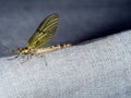 Female Ephemera danica subimago - Mayfly