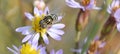 female Eristalinus aeneus, lagoon fly on the sea aster, Tripolium pannonicum Royalty Free Stock Photo