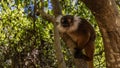 A female Eulemur macaco is sitting in a tree, staring intently.