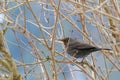 Female Eurasian Blackbird, Blackbird with yellow eye ring and b Royalty Free Stock Photo