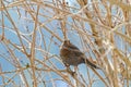 Female Eurasian Blackbird, Common Blackbird with yellow eye ring Royalty Free Stock Photo