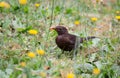 Female blackbird sitting on a meadow