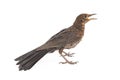 Female Eurasian Blackbird Turdus merula isolated on white background Royalty Free Stock Photo