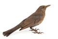 Female Eurasian Blackbird Turdus merula,isolated on white background Royalty Free Stock Photo