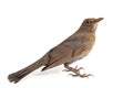 Female Eurasian Blackbird Turdus merula,isolated on white background