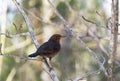 Female eurasian blackbird