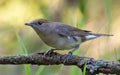 Female Eurasian blackcap sylvia atricapilla perched on old branch in active pose Royalty Free Stock Photo