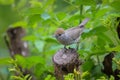 A female Eurasian Blackcap sitting on a small trunk Royalty Free Stock Photo
