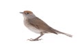 Female Eurasian Blackcap Sylvia atricapilla Royalty Free Stock Photo