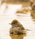 Female Eurasian Blackcap bathing