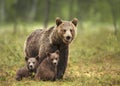 Female Eurasian brown bear and her cubs in boreal forest Royalty Free Stock Photo