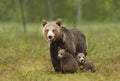 Female Eurasian brown bear and her cubs in boreal forest