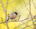 Female eurasian bullfinch bird