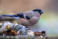 Female Eurasian bullfinch