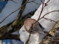 Female of Eurasian bullfinch Pyrrhula pyrrhula sitting on branches of guelder rose Viburnum opulus. Females have grey-buff