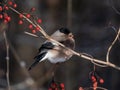 Female of Eurasian bullfinch Pyrrhula pyrrhula sitting on branches of guelder rose Viburnum opulus. Females have grey-buff