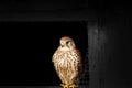 Female Eurasian Kestrel, Falco tinnunculus, perched on the sill of an old barn