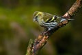 Female of Eurasian siskin. Carduelis spinus.