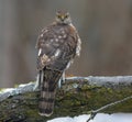 Female eurasian sparrowhawk sits on icy branch as she controls environment around herself with full head turn