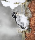 Female Eurasian three-toed woodpecker Picoides tridactylus clearing snow off of a tree to find food.