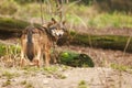 Female Eurasian wolf Canis lupus lupus looks behind her Royalty Free Stock Photo