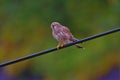 Female Eurasion Kestral, Steinfjorden, Isle of Senja, Finnmark County, Norway