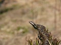 a fleeing european adder