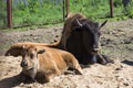 Female of European bison and its calves are basking in the midday sun on the sand in the nursery. Focus on the mama bison