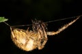 Female European garden spider / Araneus diadematus Royalty Free Stock Photo