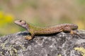 Female european green lizard lying on a rock illuminated by summer sun. Royalty Free Stock Photo