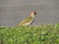 Female European green woodpecker picus viridis Royalty Free Stock Photo