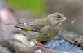 Female European Greenfinch posing on an old stock while holdinh airy dandelion seed in the beak