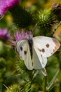Female European Large Cabbage White butterfly Pieris brassicae feeding on a thistle flower Royalty Free Stock Photo